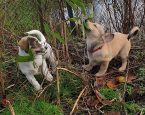 Rugzakpupsfinalupdate1 0