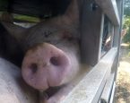 Foto: Eyes on Animals.20