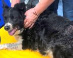 Verwaarloosdehond2