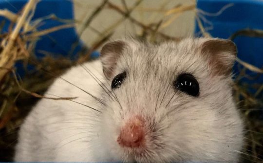 Hamster02