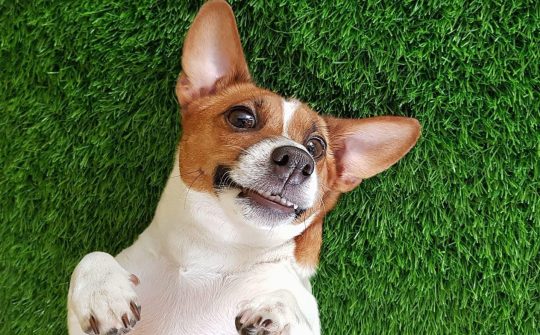 Hond gras lente i Stock 858245458