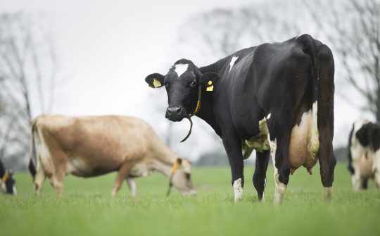 Dierenbescherming