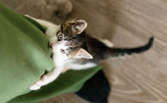 Steffie Casper kittens 12