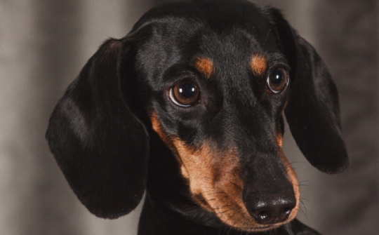 Website cover hond teckel