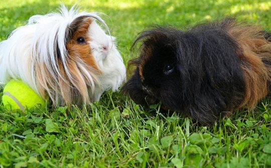 Cavia met lang haar