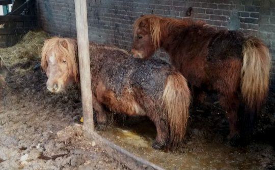 Help ons redden pony