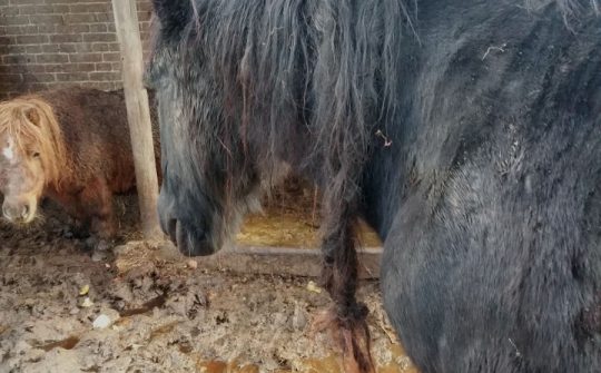 Help ons redden pony02