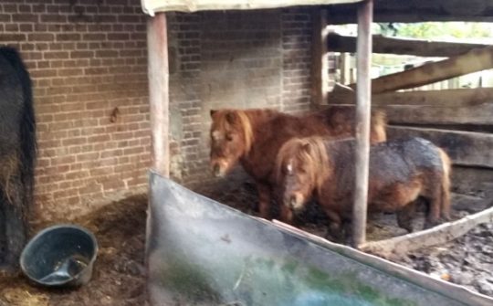 Help ons redden pony03