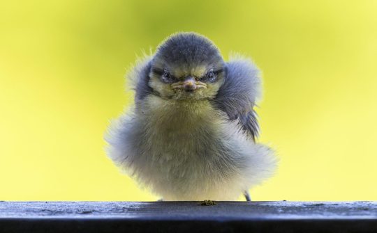 iStock
