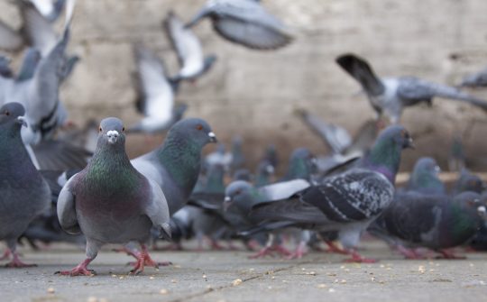 istock