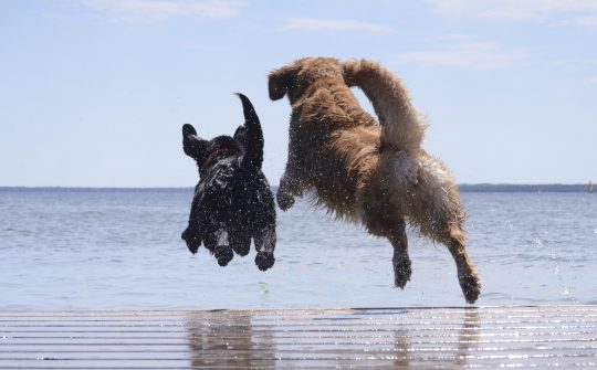 istock