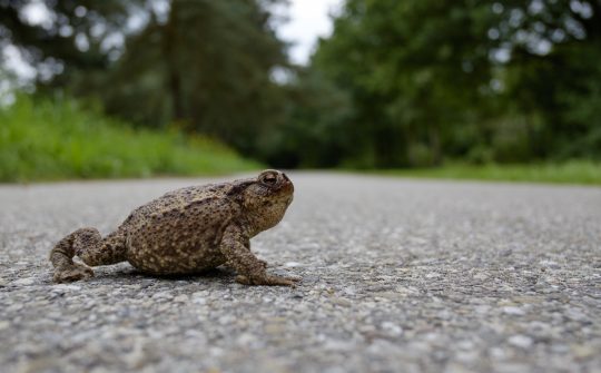 iStock
