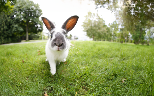istock