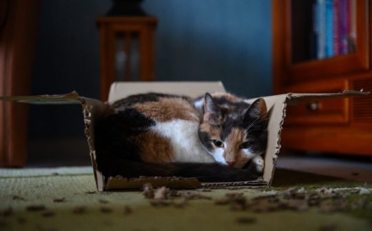 Kitten in een doos