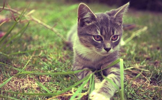 Kitten in een tuin