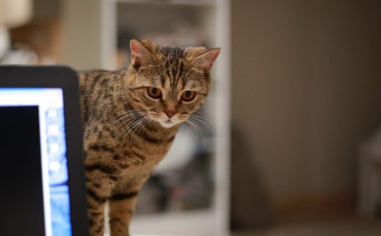 Kitten bij een computerscherm