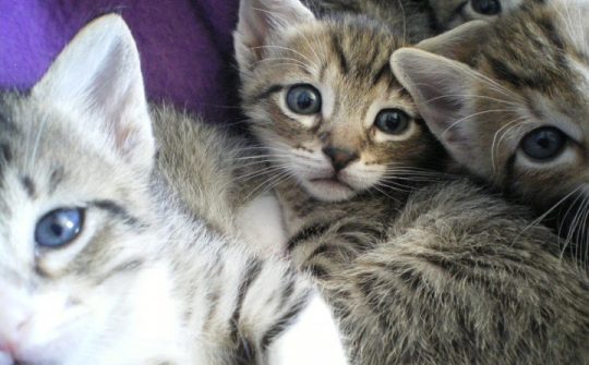 Groepje kittens