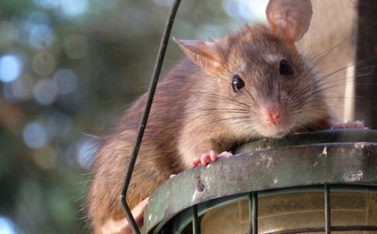 Muizen muis