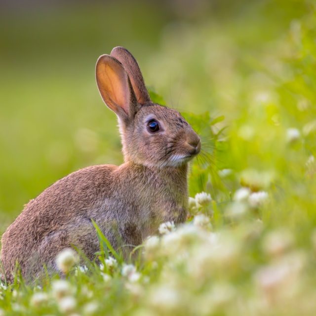 Giften volledig ten goede aan dieren