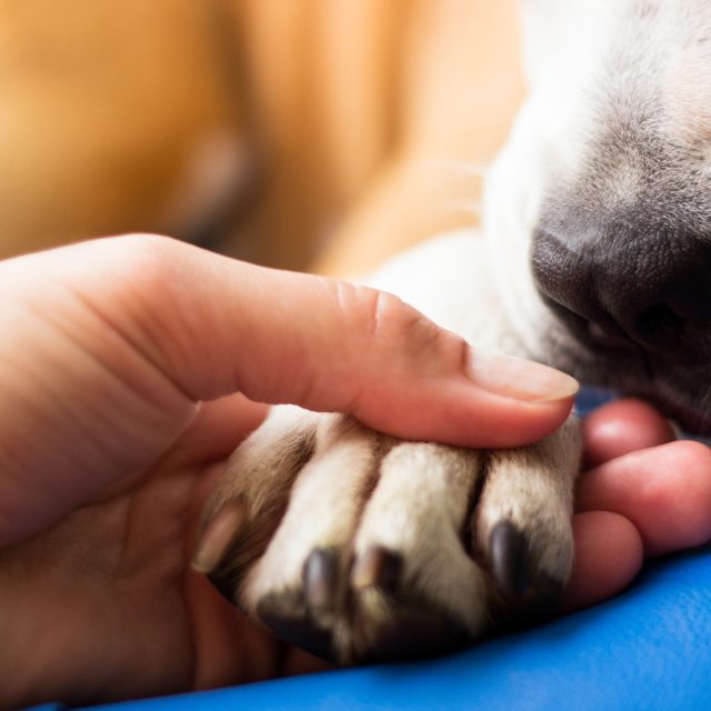 Maatschappelijke dierenhulp