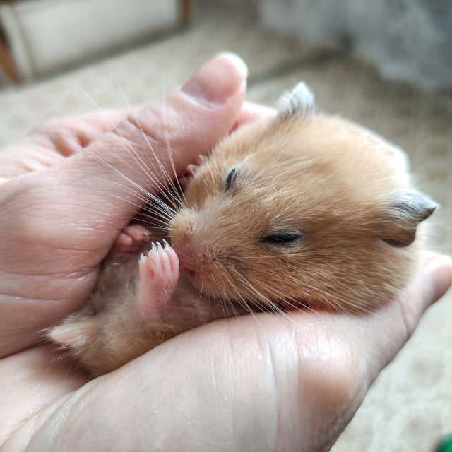 Zorgen voor hamsters