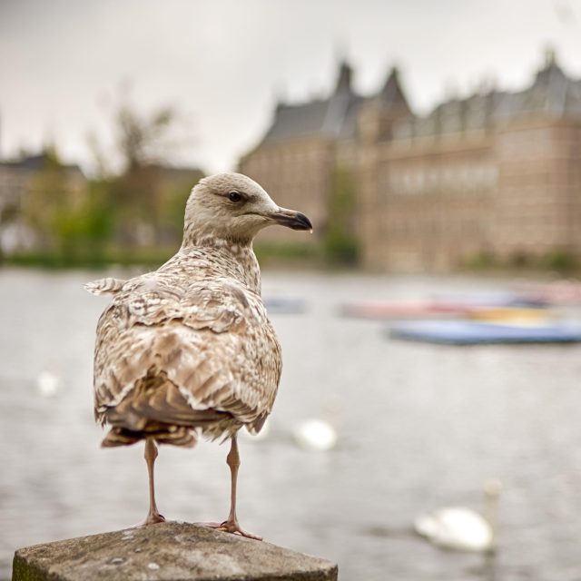 Dierenbeleid beïnvloeden
