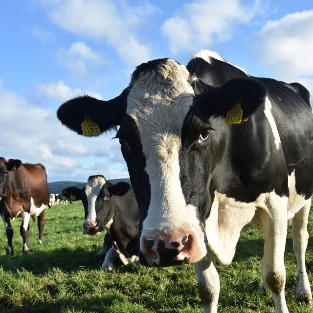 Voor een beter dierenwelzijn