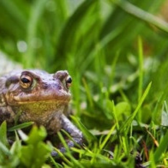 Help bij de paddentrek