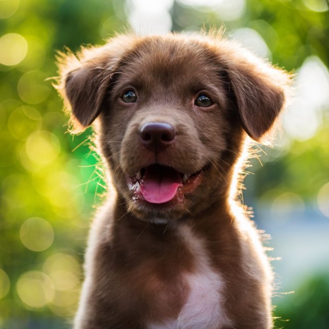 Hoe herken je foute puppyhandel?