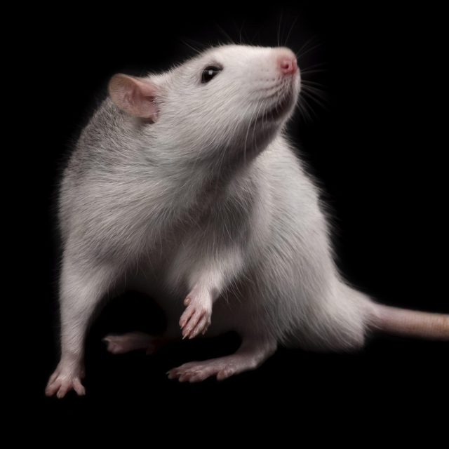 Leef proefdiervrij