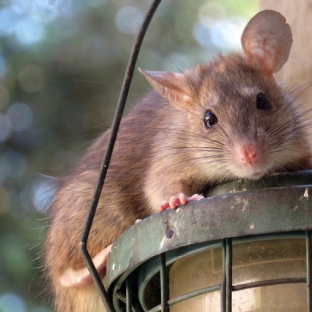 Muizen en ratten