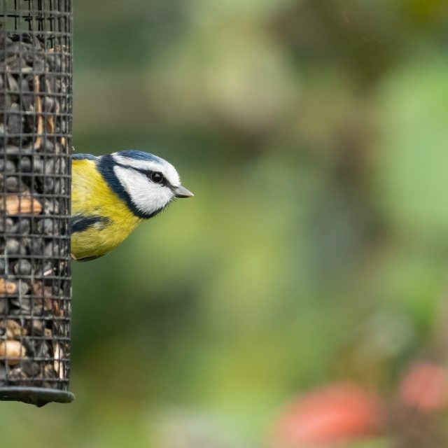 Dieren in de natuur