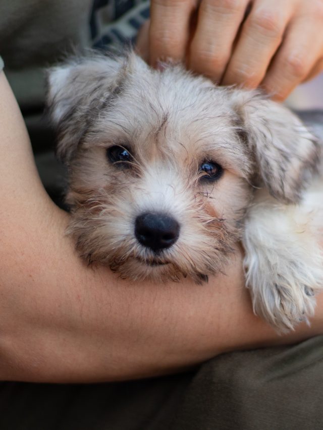 Een hondje op schoot