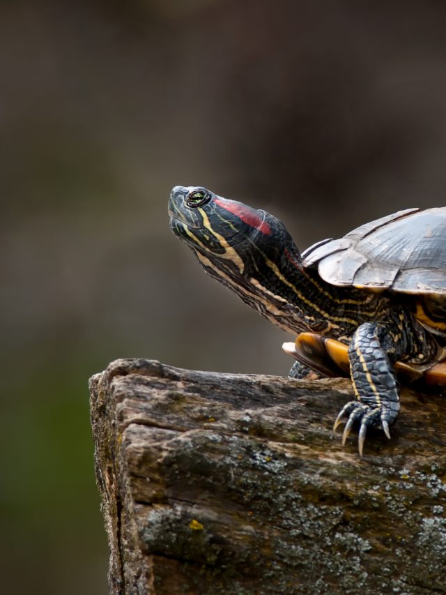 Schildpad op een stronk