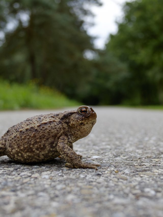 Pad steekt de weg over