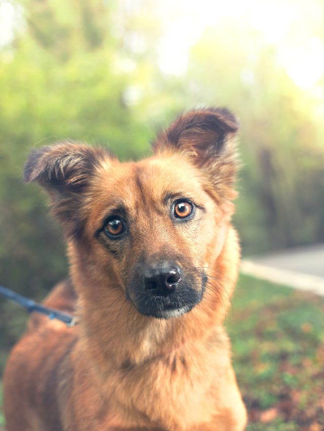Hond vastgebonden aan een touw