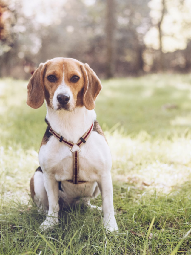 De beagle Lara