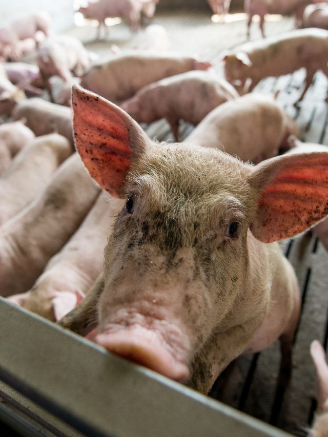 Varkens in een stal