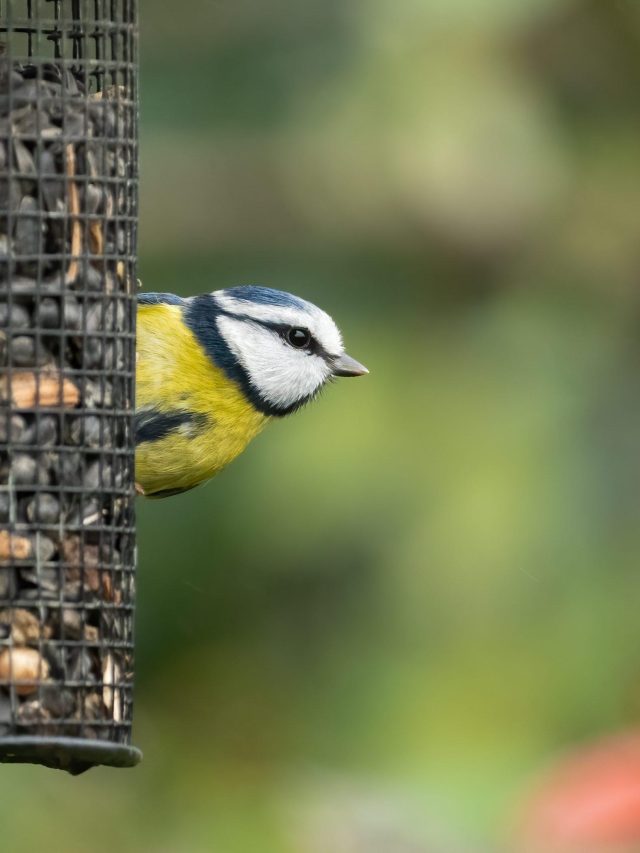 Een vogeltje in de tuin