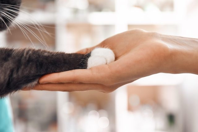 Kat legt pootje in een hand