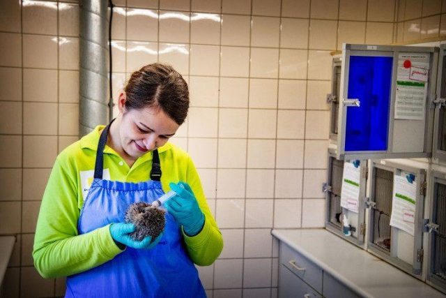 Egel wordt geholpen in de wildopvang