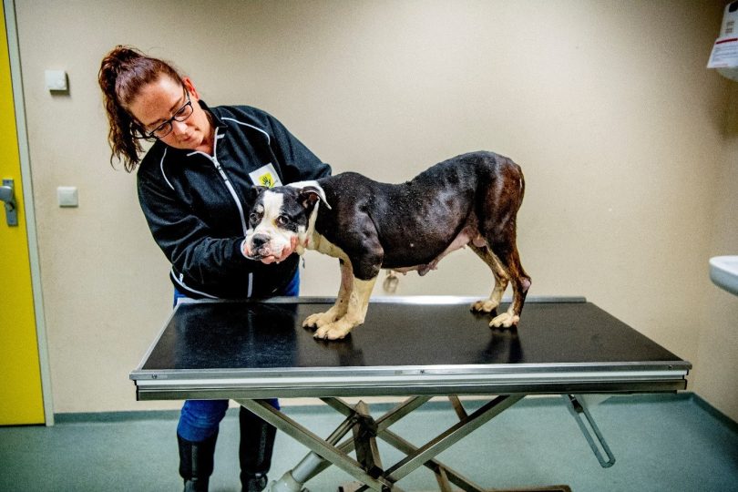Verwaarloosde dieren hebben jouw steun hard nodig
