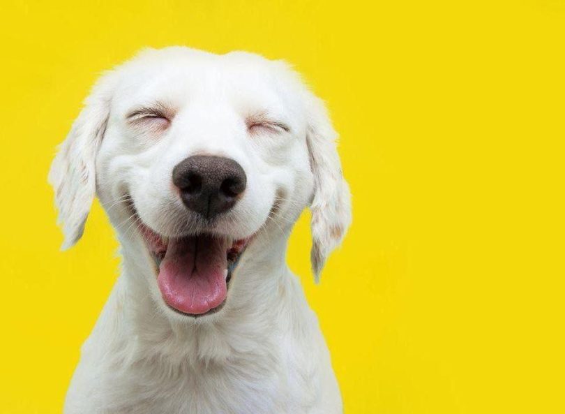 Dierenbescherming op social media