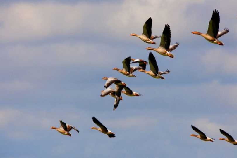Over vogelgriep