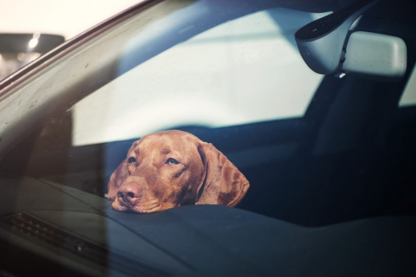Laat je hond nooit in de auto achter!