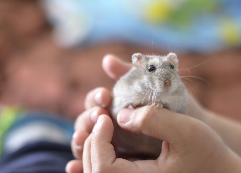 Spreekbeurt over dieren (goed) houden