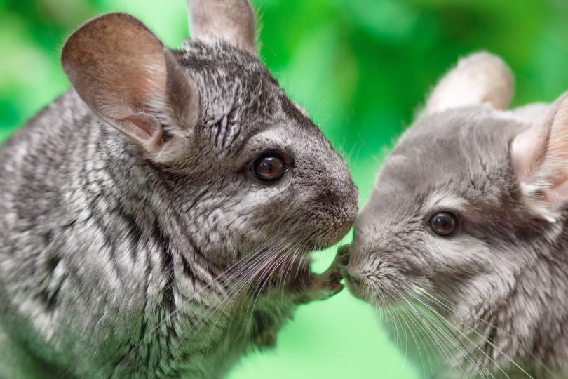 Spreekbeurt over chinchilla's