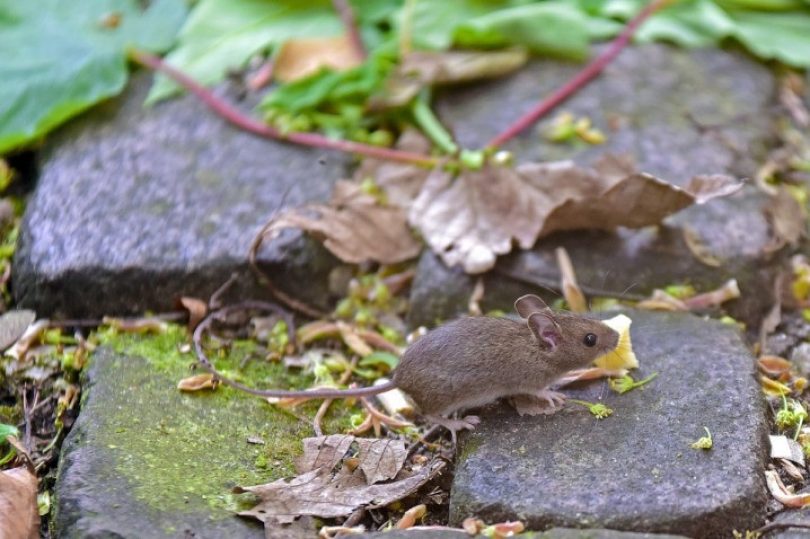 Diervriendelijk overlast van muizen en ratten bestrijden