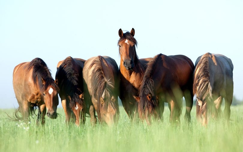 Spreekbeurt over paarden