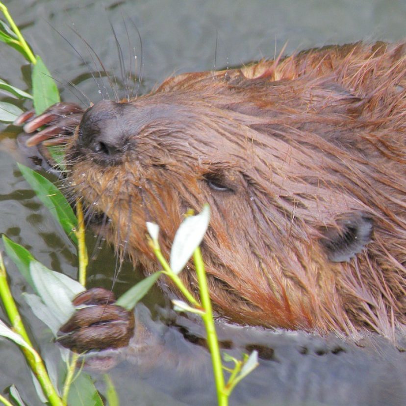 Bever 01